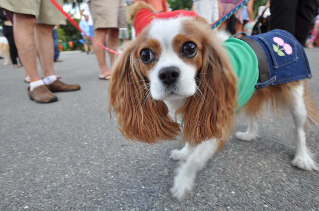 Dog in costume at fundraising event