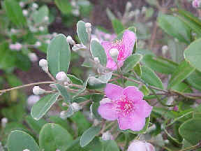 picture of downy rose myrtle plant