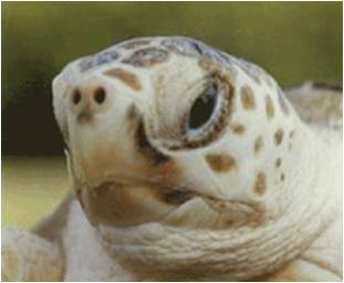 picture of sea turtle - close up of head